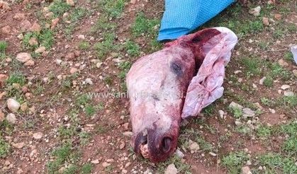 Şanlıurfa’da  Çuvaldan Kesilmiş At Başı Çıktı!