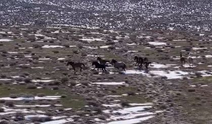 Karacadağ’ın Yaylaları Yılkı Atlarına Ev Sahipliği Yapıyor