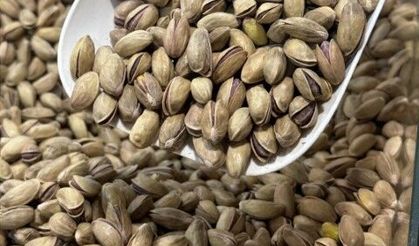 Fıstık Üretimi ve İhracatı Artıyor