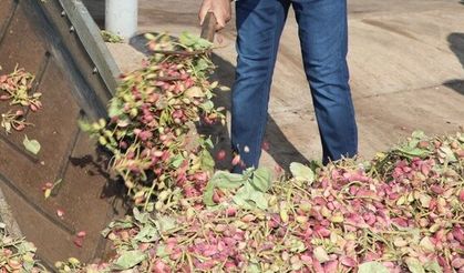 Türkiye’nin Fıstık Üssü Şanlıurfa’ya 10 Bin Tonluk Dev Yatırım Geliyor