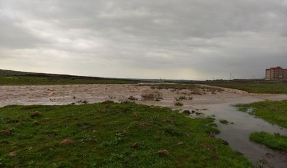 Siverek’te Dere Taştı: Çoban ve 60 Küçükbaş Son Anda Kurtarıldı