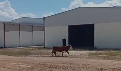 Şanlıurfa’da Kurbanlık İnek Ortalığı Karıştırdı