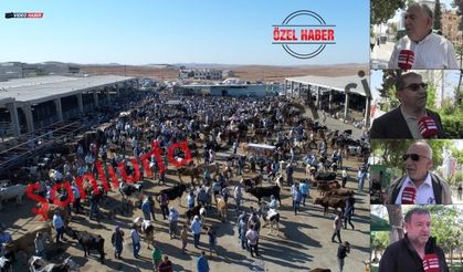 Şanlıurfalı Vatandaşın Kurban İsyanı: "Eskiden 1.000 Lira ile Keserdik!"