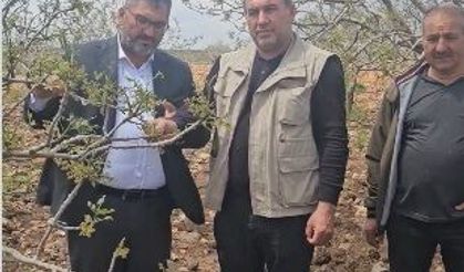 Faruk Akbaş: “Dolu Zararı Büyüyebilir, Fıstık Üreticisi Desteklenmeli”