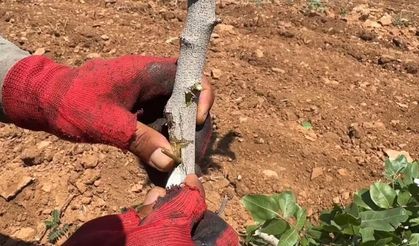 Şanlıurfa'da fıstık üretiminde yeni dönem; Kök güçlenecek, rekolte artacak