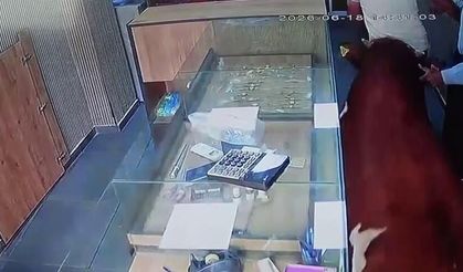 Sigorta şirketine anlatılsa inanılmaz olayın adresi Siverek; Dana kuyumcuyu rehin aldı!