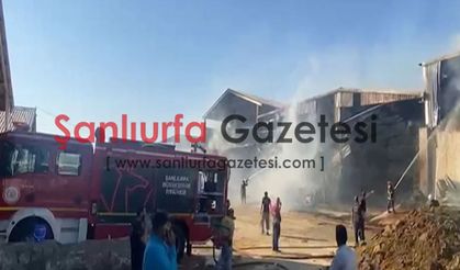 Şanlıurfa'da besi çiftliğinde yangın: Ekiplerin müdahalesi sürüyor, olay yerinden ilk görüntüler