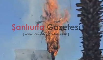 Şanlıurfa'da Uçaksavar Kavşağı'nda Ağaç Yangını Paniği