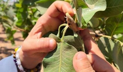 Şanlıurfa'da Fıstık ve Zeytin Üreticileri İçin Hayati Uyarılar