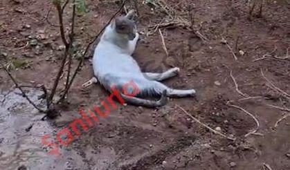 Şanlıurfa’da sıcak kabus: İnsanlar kaçtı, sokak hayvanları gölgelik yer arıyor!