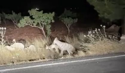 Şanlıurfa’da yaşananlar vahşi ormanları aratmadı: Sırtlan avı ezber bozdu!