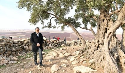 Şanlıurfa’nın asırlık bereket çınarına, Şanlıurfa Valiliğinden özel dokunuş