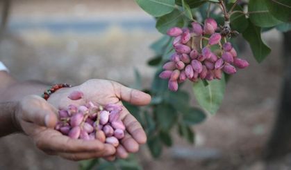 Türkiye’nin Fıstık Haritası Ortaya Çıktı: Şanlıurfa Zirveyi Bırakmadı
