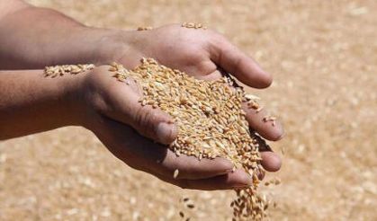 Şanlıurfa'da mısır, arpa, buğday... hangi ürün ne kadar? TÜRİB endekslerinin son durumu belli oldu
