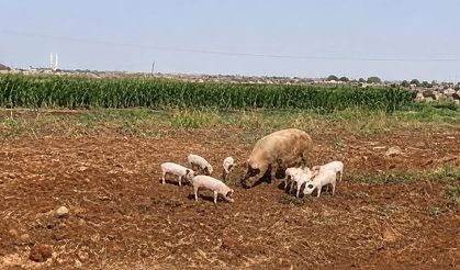Şanlıurfa’da görülen domuz sürüsü paniğe sebep oldu!