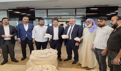 Şanlıurfa’da 'Beyaz Altın' görücüye çıktı: İlk mahsulün fiyatı dudak uçuklatırken çiftçinin gözü de ihaledeydi