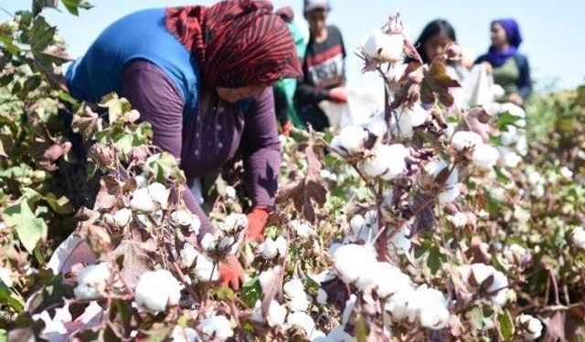Beyaz altın Şanlıurfalı üreticisini sevindirecek mi? Şanlıurfa Ticaret Borsası 2026 pamuk fiyatlarını açıkladı
