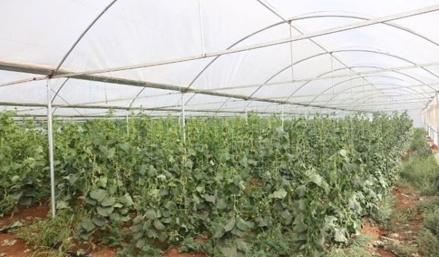 MODERN ÜRETİM SERA İLE PLASTİK ÖRTÜLÜ ALIŞTIRMA SERA ONARILMASI