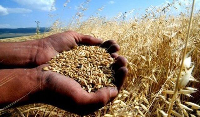 Şanlıurfa'da mısır, arpa, buğday... hangi ürün ne kadar oldu? TÜRİB'den üreticiyi de alıcıyı da ilgilendiren açıklama
