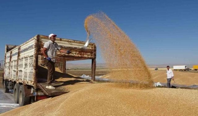 Türkiye'nin tahıl ambarı Şanlıurfa'da, Arpa, Mercimek ve Buğday piyasasında son durum ne?