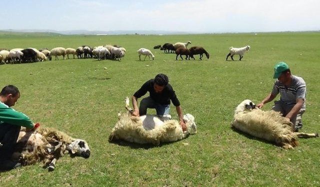 Şanlıurfalı küçükbaş hayvancılık yapanlar dikkat, Bakan Yumaklı duyurdu: “Dağıtımlar devam ediyor”