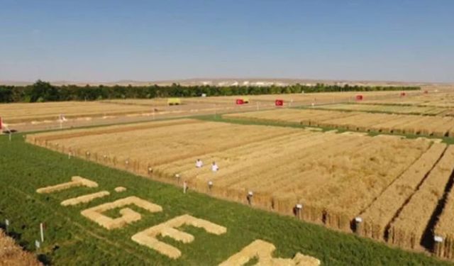 Şanlıurfalı çiftçinin hasadı tamam sıra şimdi de TİGEM için Ceylanpınar'da ihale zamanı