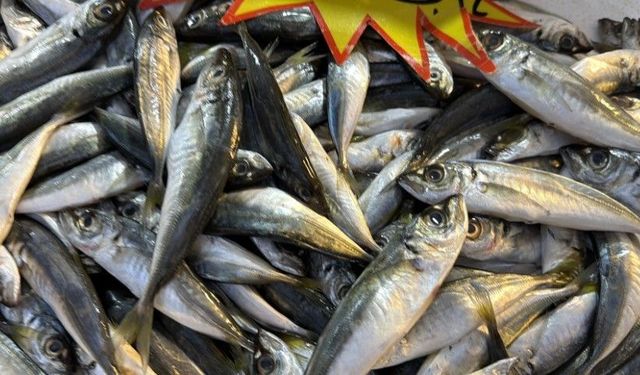 Karadeniz’de Hamsi Bereketi Vatandaştan Yoğun İlgi Görüyor!