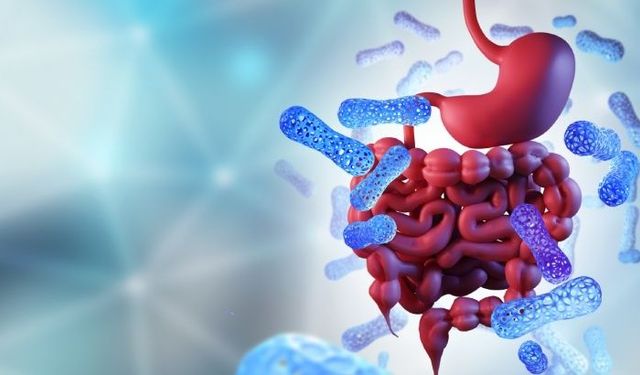 Kış Aylarında Bağışıklık İçin Mikrobiyota Ne Kadar Önemli?