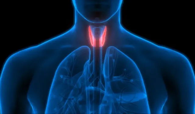 Tiroit Hormonları Enerji ve Kilo Kontrolünde Kritik Rol Oynuyor!