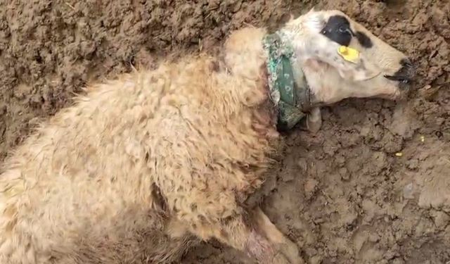 Şanlıurfa Kırsalında Sürüye Kurt Saldırdı!