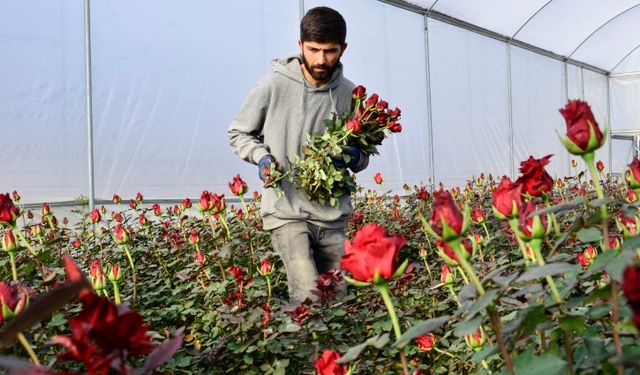 Sevgililer Günü Öncesi Gül Hasadı Tamamlandı, Mezatta Kıyasıya Yarış