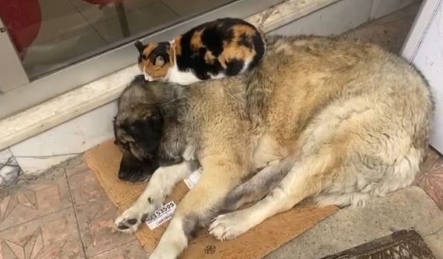 Soğuktan Üşüyen Kedi, Sokak Köpeğinin Üzerine Çıktı