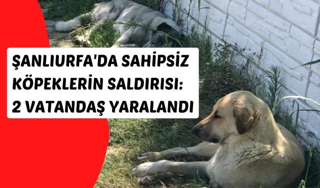Şanlıurfa'da Sahipsiz Köpeklerin Saldırısı: 2 Vatandaş Yaralandı