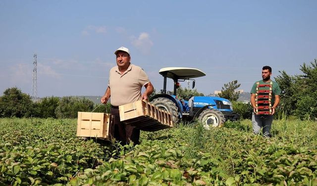 Tarım Girdi Fiyat Endeksi 2025 Ocak'ta Yıllık Yüzde 30,49 Arttı