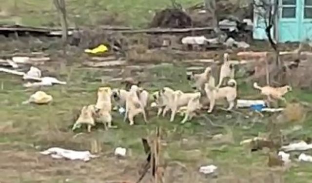 Eskişehir’de Sokak Köpekleri Mahalleyi Sarmış Durumda!