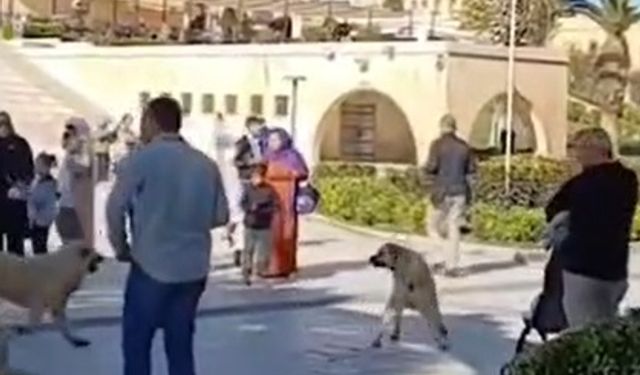 Şanlıurfa Balıklıgöl'de Başıboş Köpekler Turistleri Tedirgin Ediyor