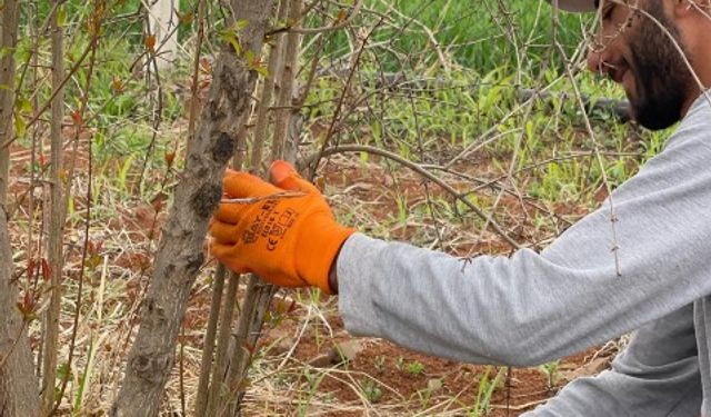 AB Tescilli Suruç Narı İçin Geri Sayım Başladı: Üreticilerden Özel Bilgiler
