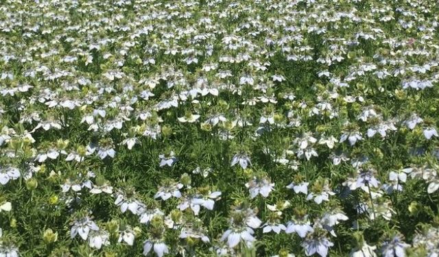 Şanlıurfa'da Üretilen Yerli Ürün Tescillendi, Ortadoğu'ya İhraç Edilecek