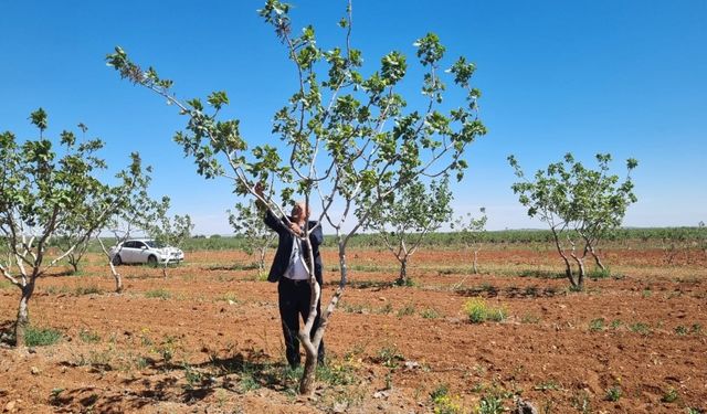Suruç'ta Fıstık Bahçesinde Hastalık ve Zararlı Kontrolü Yapıldı
