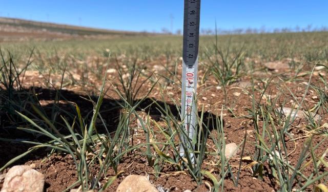 Şanlıurfa'da Don ve Kuraklık Çiftçiyi Vurdu: Zarar Tespiti Başlatıldı