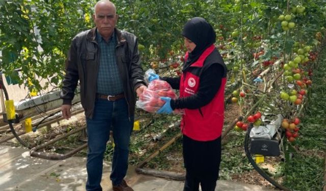 Şanlıurfa Tarım Müdürlüğü'nden Domates Seralarına Sıkı Denetim