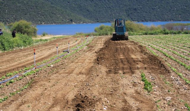 Devlet Ekim Zorunluluğu Getirdi, DSİ Ekili Arazileri Yok Etti