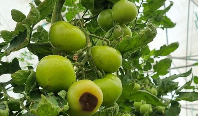 Şanlıurfa'da Jeotermal Seracılıkta Alarm: Domateste Tehlike