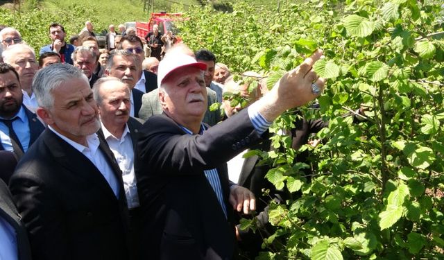 İklim Krizi Tarımı Vurdu: Fındıkta Büyük Kayıp, Çiftçide Umutsuzluk