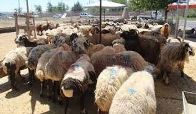 Kurban Bayramı Öncesi Uyarı: Sokak Kasaplarına Dikkat!
