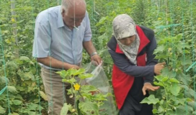 Şanlıurfa Tarımında Ekolojik Üretim Hamlesi: Seralar Mercek Altında