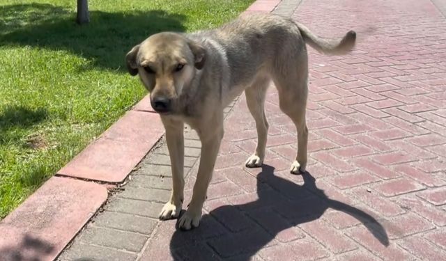 Şanlıurfa'da Sokak Köpekleri Alarmı!