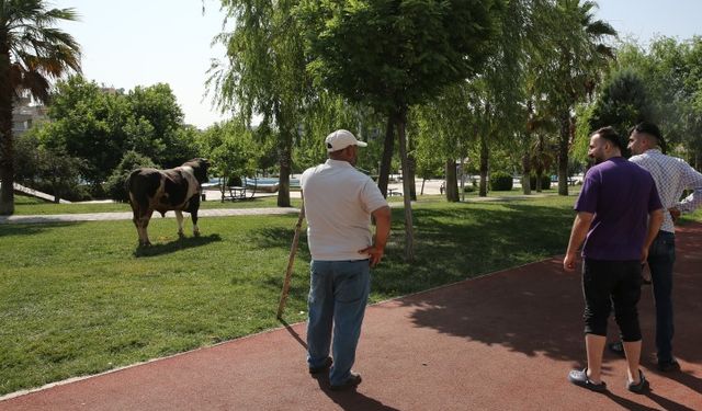 Şanlıurfa'da Kaçan Kurbanlık Boğa Parkta Yakalandı