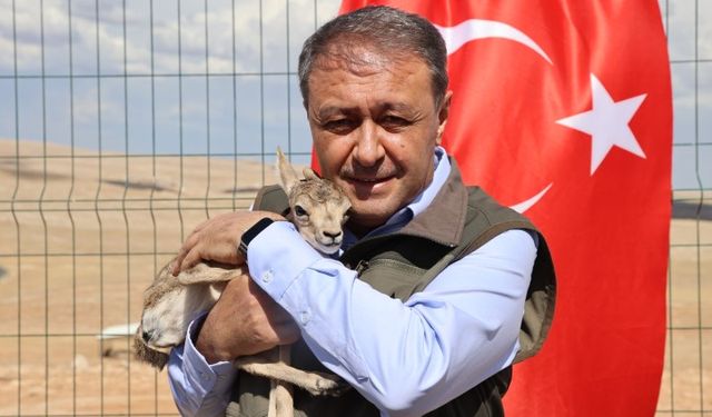 Şanlıurfa dağlarındaki Ceylan Sayısı arttı! Yeni Yavrular Doğaya Umut Oldu