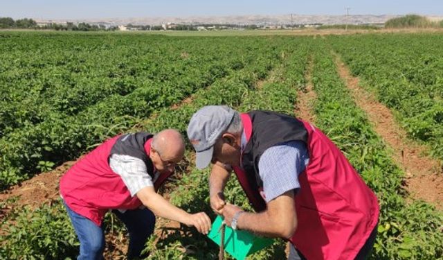 Şanlıurfa’da Domates Güvesiyle Mücadele Başladı